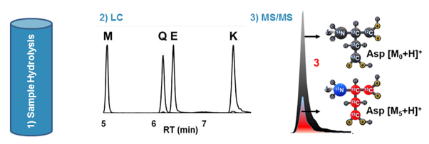 Amino Acid Composition Analysis Service