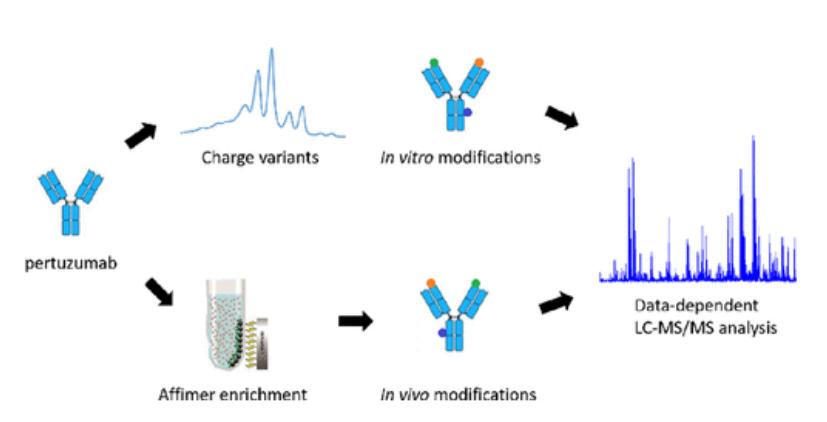 Pertuzumab Charge variants analysis