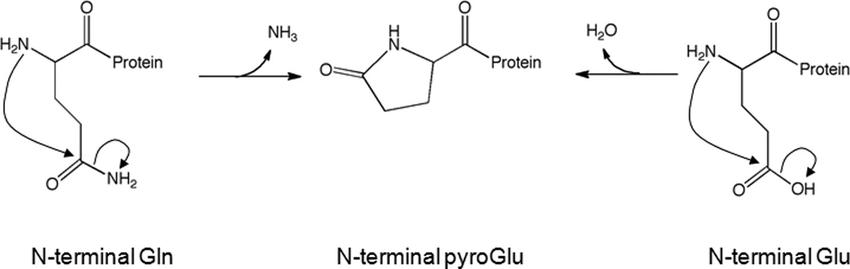 Pyroglutamate formation mechanism.