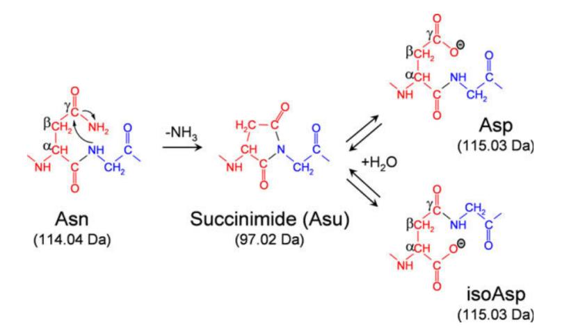 The mechanism of asparagine deamidation and aspartic acid isomerization via succinimide intermediate.
