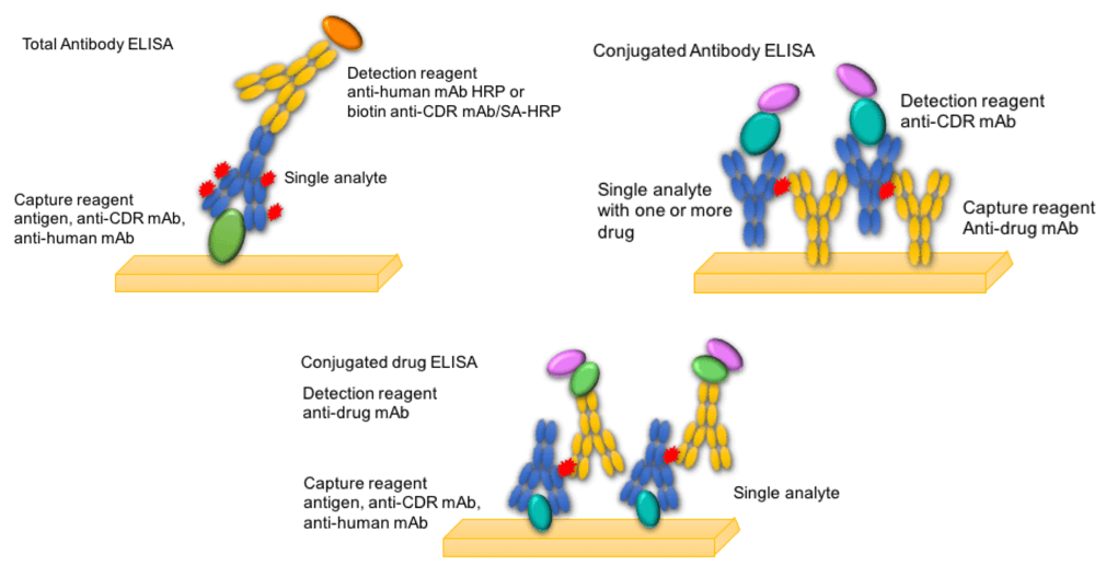 Analytical Methods for Antibody-Drug Conjugates (ADCs)