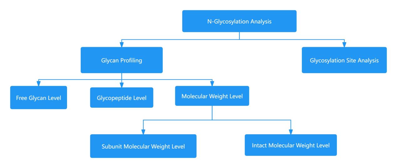 Figure 1 Schematic diagram of antibody N-glycan characterization analysis strategy