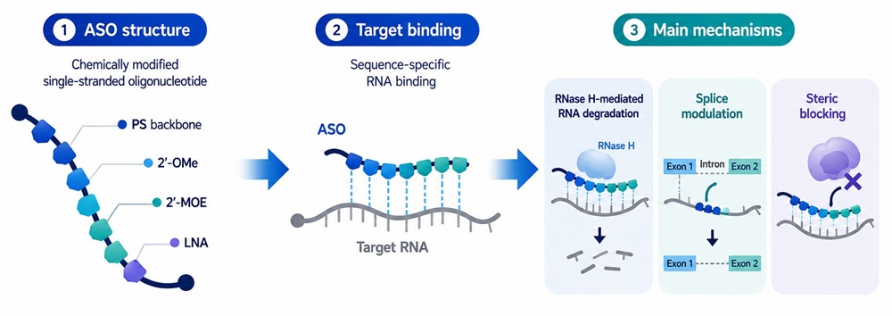 Schematic showing ASO structure, target RNA binding, and three mechanisms: RNase H-mediated RNA degradation, splice modulation, and steric blocking.