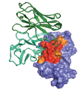 Application of Nuclear Magnetic Resonance (NMR) in Biopharmaceuticals