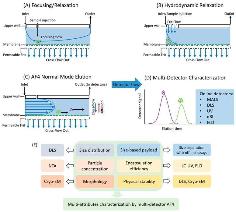 Schematic diagram for AF4.