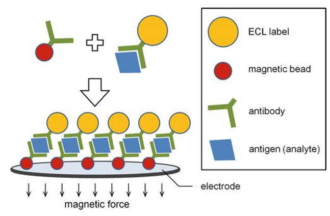 Electrochemiluminescence