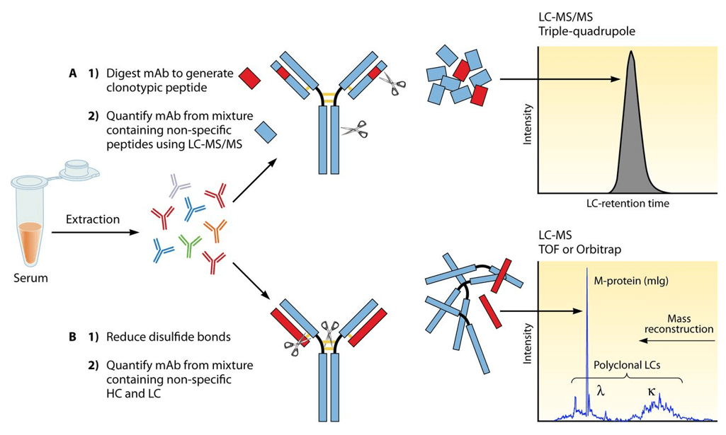 LC-MS/MS for quantitation of therapeutic MAbs