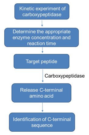 Carboxypeptidase hydrolysis method