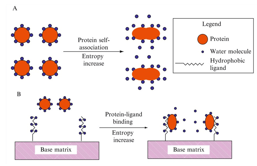 Schematic view of protein retention mechanism in HIC.