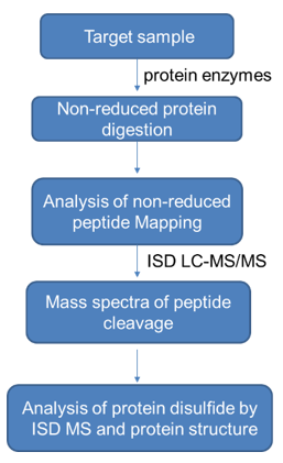 Disulfide Bridges & Free Sulfhydryl Groups Analysis Service