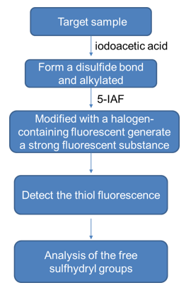 Disulfide Bridges & Free Sulfhydryl Groups Analysis Service