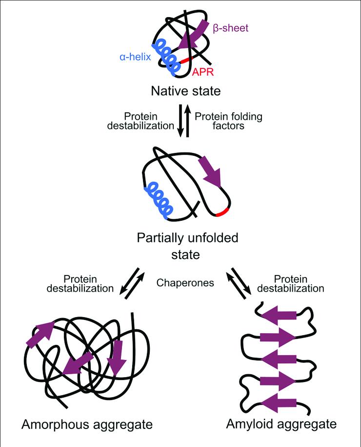 Different types of protein aggregations.