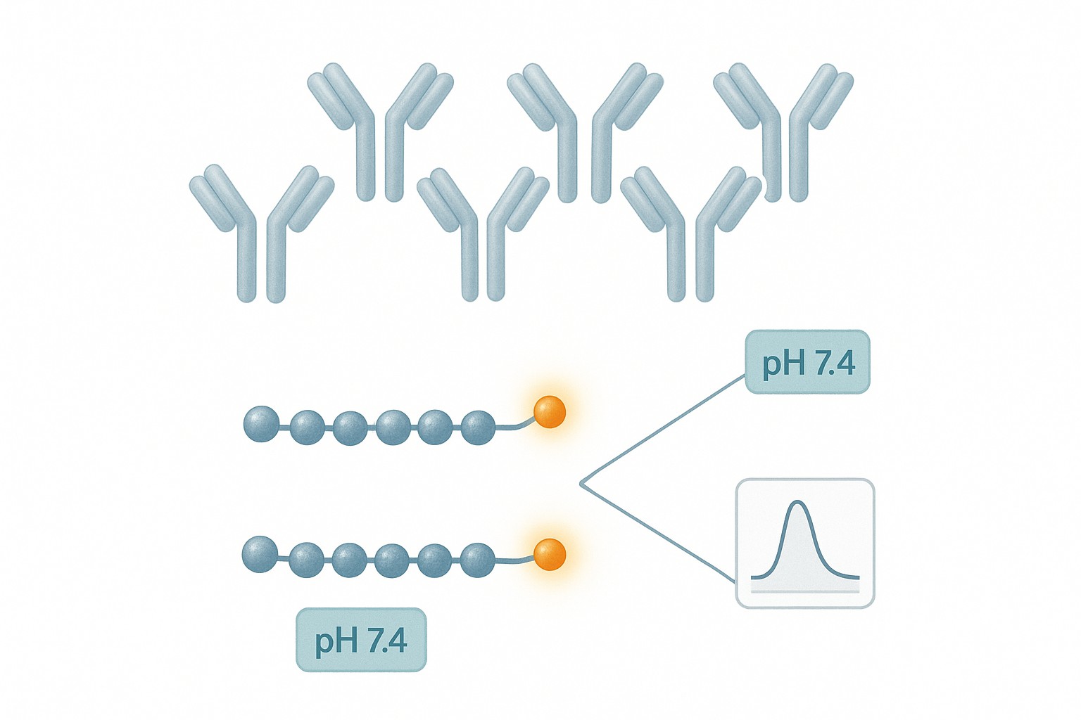 Biomedical figure showing a structured fluorescence antibody–peptide study design: antibody panel, experimental vs control peptide branch, and a two-condition comparison overlay.