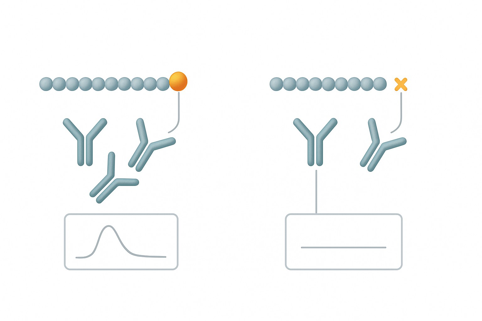 Biomedical figure showing two parallel branches: experimental labeled peptide vs control labeled peptide, each compared via a simple readout panel.