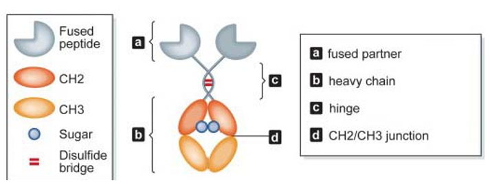 Structure of Fc fusion proteins