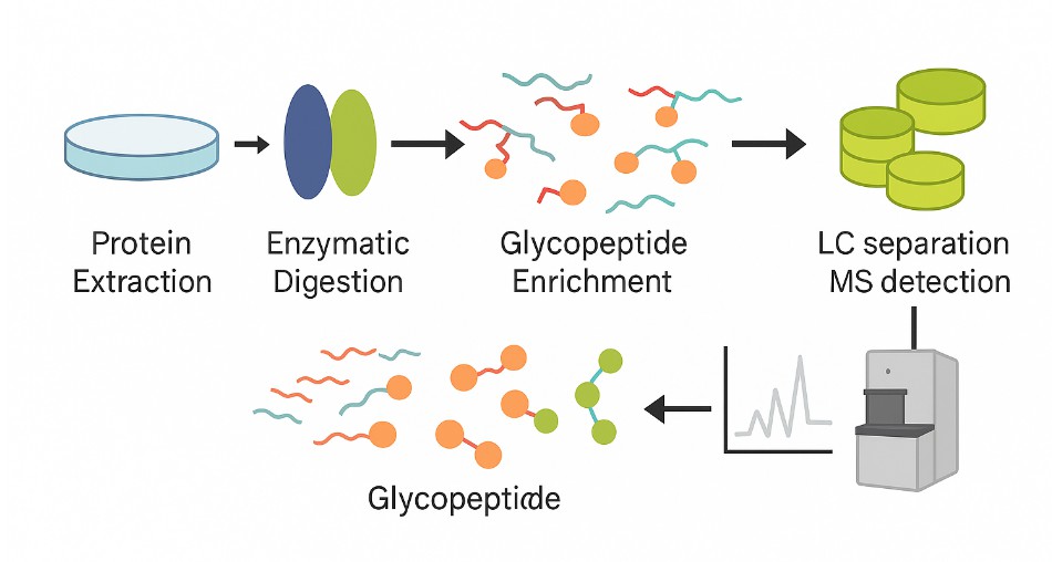 Overall workflow of glycopeptide characterization using mass spectrometry