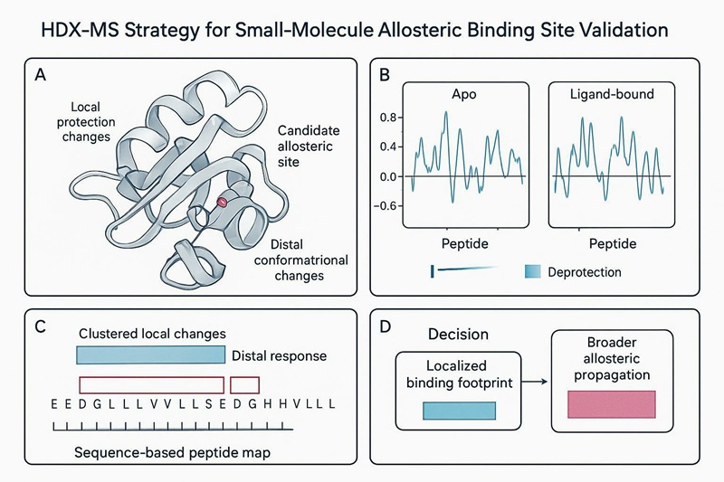 HDX-MS strategy figure showing local footprint versus distal allosteric response with peptide maps and decision rubric