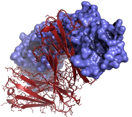 Host Cell Protein Risks and Testing Requirements