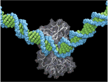 Host Cell DNA Analysis