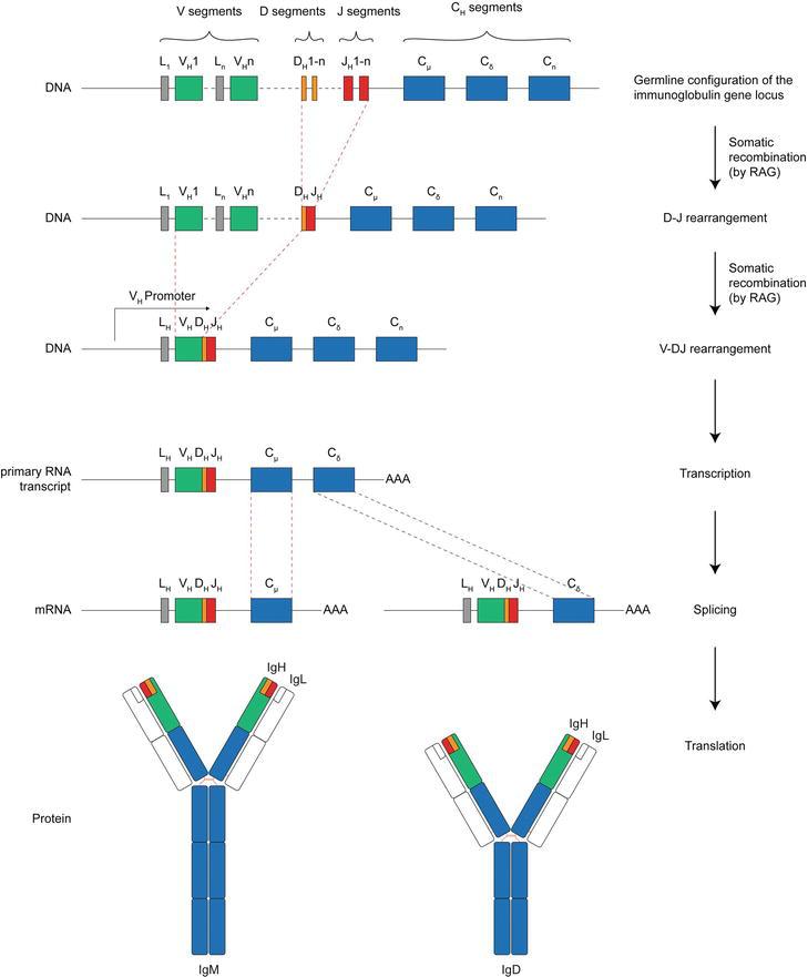 Figure 1: Variant regions of heavy and light chains formed through V(D)J recombination