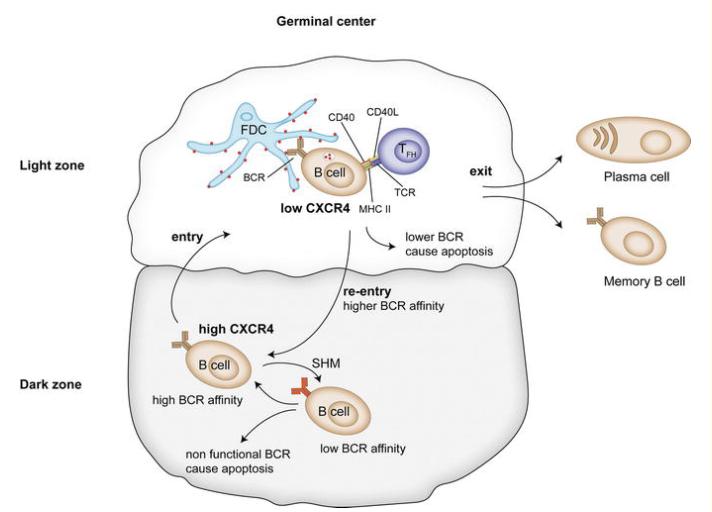 Figure 4 The affinity of the BCR is further increased by additional rounds of SHM