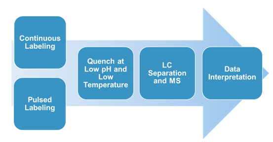 Hydrogen Deuterium Exchange Mass Spectrometry Service