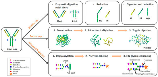 Monoclonal antibody CE LIF sample preparation workflow: reduction, deglycosylation, N glycan labeling