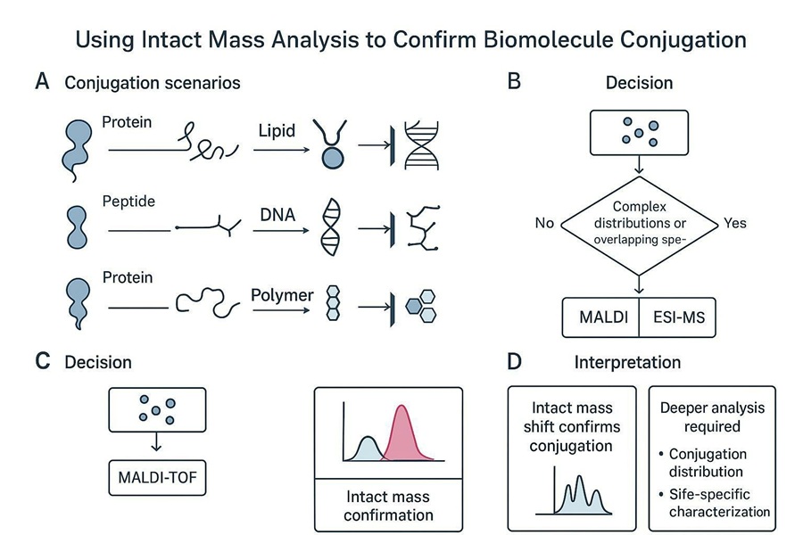 Decision workflow for intact mass analysis of protein lipid peptide DNA and polymer conjugation samples