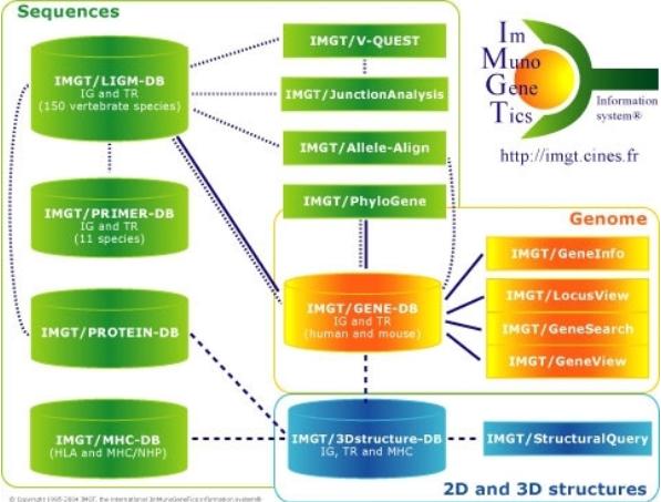 IMGT, the international ImMunoGeneTics