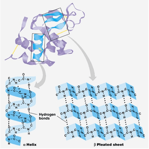 Introduction to Protein Structure