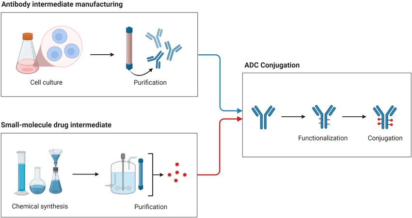 Manufacture and Quality Control of Antibody-Drug Conjugates (ADCs)
