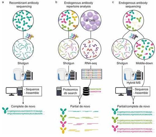 Figure 1 Three approaches in MS-based antibody sequencing