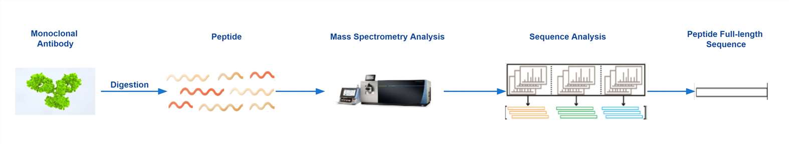 Figure 2 Monoclonal Antibody De novo Sequencing Workflow