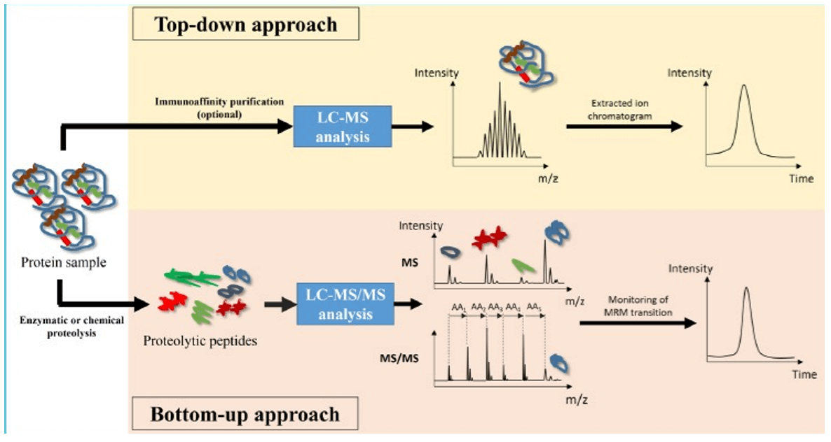 Workflow of top-down and bottom-up approaches in LC-MS-based protein analysis