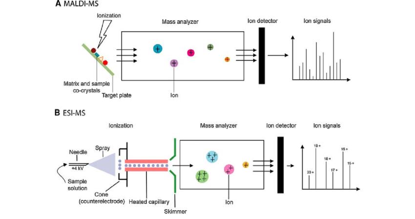 MALDI-MS and ESI-MS procedures