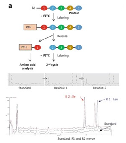 N-terminal Sequencing Analysis Service