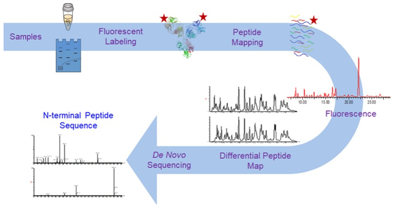 N-terminal Sequencing Analysis Service