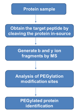 PEGylated Protein Identification Service