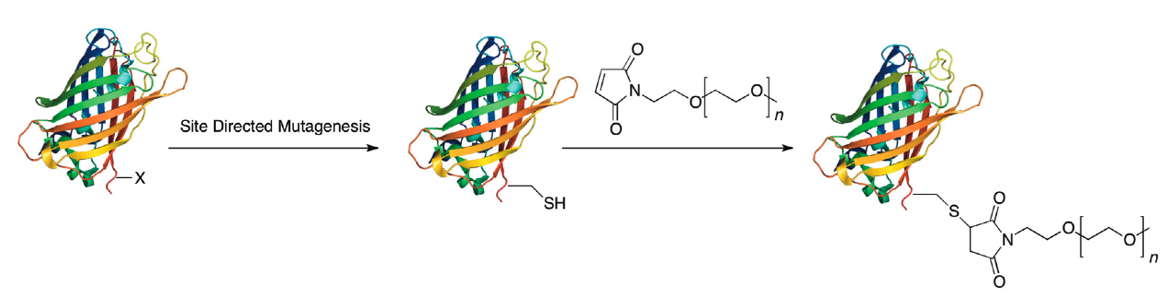 PEGylation Modification in Biopharmaceuticals