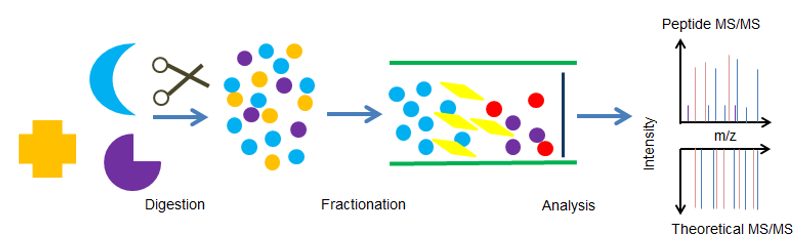 Peptide Mapping Service