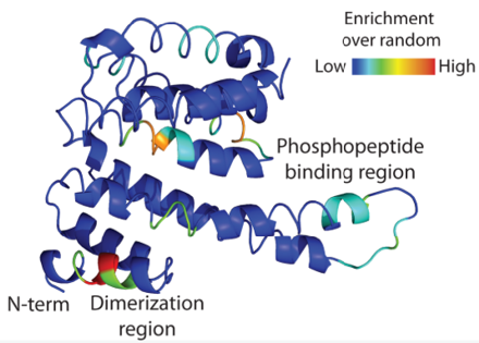 Phosphorylation Protein Analysis Service