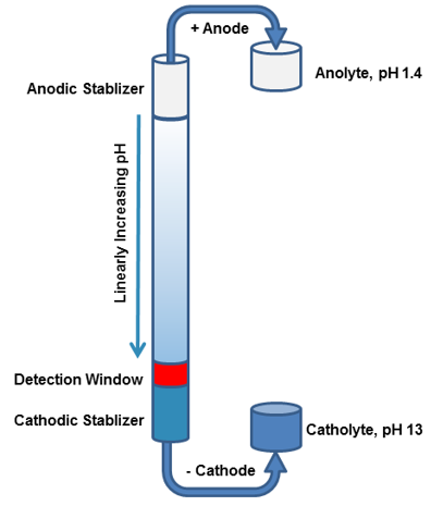 Isoelectric Point Determination with cIEF