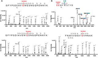Figure from Yu et al. 2024 — LC-MS/MS identification of sorbitol esterification in mAb stability assessment