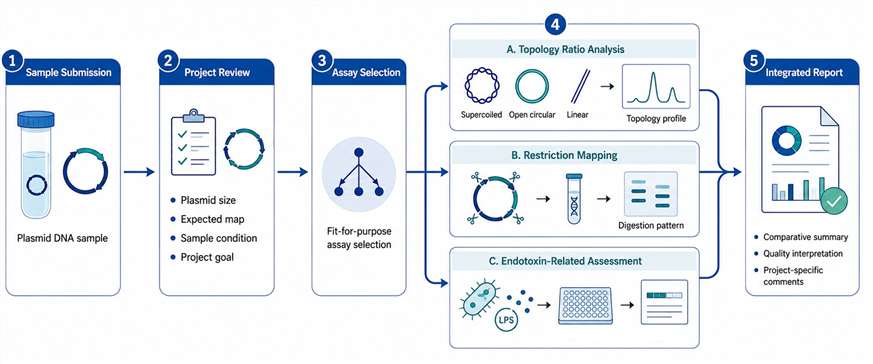 Workflow showing plasmid DNA sample review, assay selection, parallel topology, restriction mapping, and endotoxin-related assessment, followed by integrated reporting.