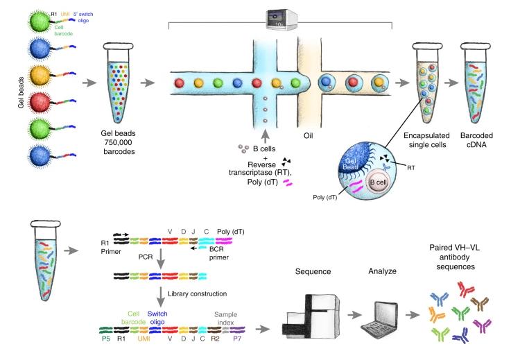 Schematic of single B cell capture, library construction and sequencing.