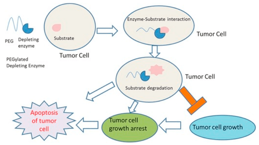 Polyethylene Glycol (PEG) Modification in Antitumor Drugs