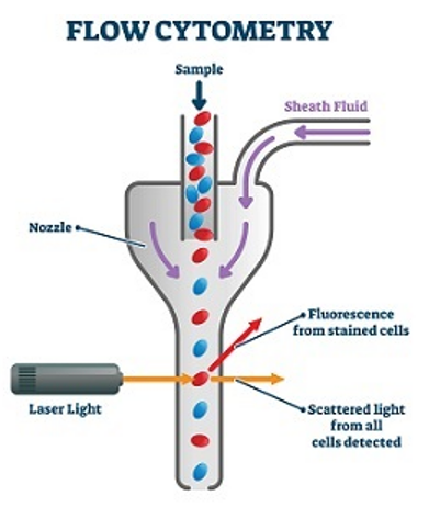 Principle and Workflow of Flow Cytometry