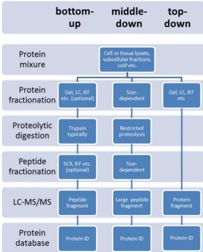 bottom-up vs top-down vs middle down.