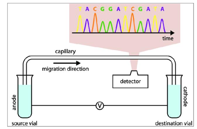 Capillary Electrophoresis