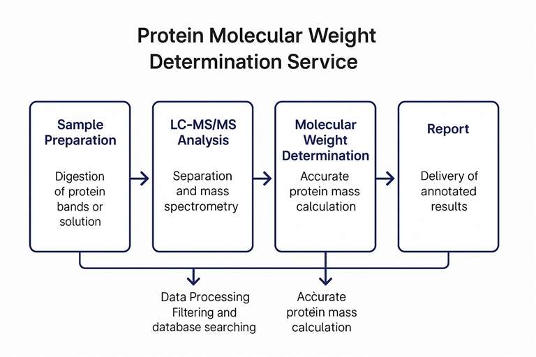 workflow Of Protein Molecular Weight Determination